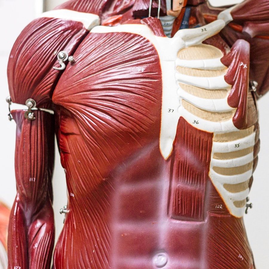 Study Itec Anatomy And Physiology Diploma Course Online